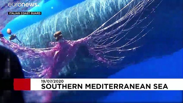 Italy's Coast Guard rescuing sperm whale entangled in fishing net off Sicily coast