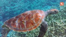 10 fun and exciting facts about  marine turtles