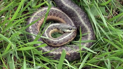 Un serpent se mord lui-même... très bizarre