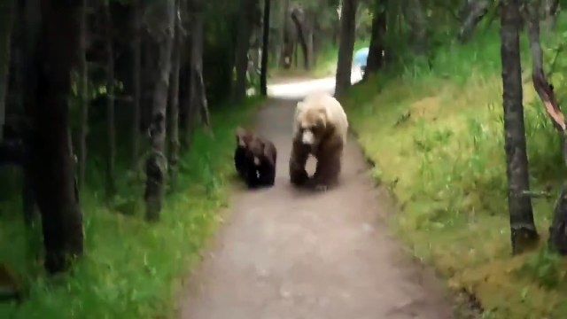 Ces randonneurs tombent sur un ourson et sa maman en alaska