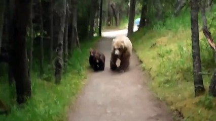 Ces randonneurs tombent sur un ourson et sa maman en alaska