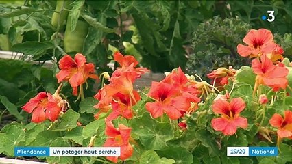 Agriculture : un potager géant sur les toits de Paris