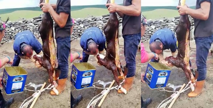 Buzağıyı suni teneffüs yaparak kurtardı