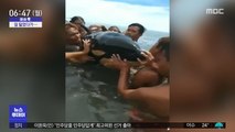 [이슈톡] 새끼 범고래와 셀카 찍은 젊은이들 논란
