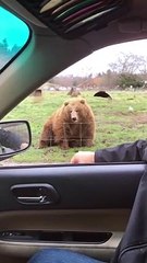 Bear Catches Bread Frisbee