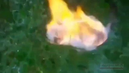 Viral Anak Kucing Disimbah Minyak dan DiBakar Hidup-Hidup