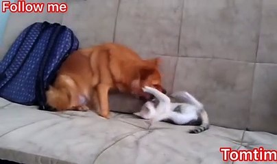 cats and dogs at home corona epidemic Virus What to do?