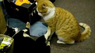 Black and Ginger Cats Fight and Attack