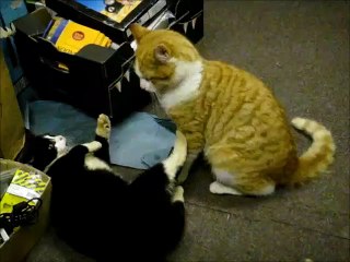 Black and Ginger Cats Fight and Attack