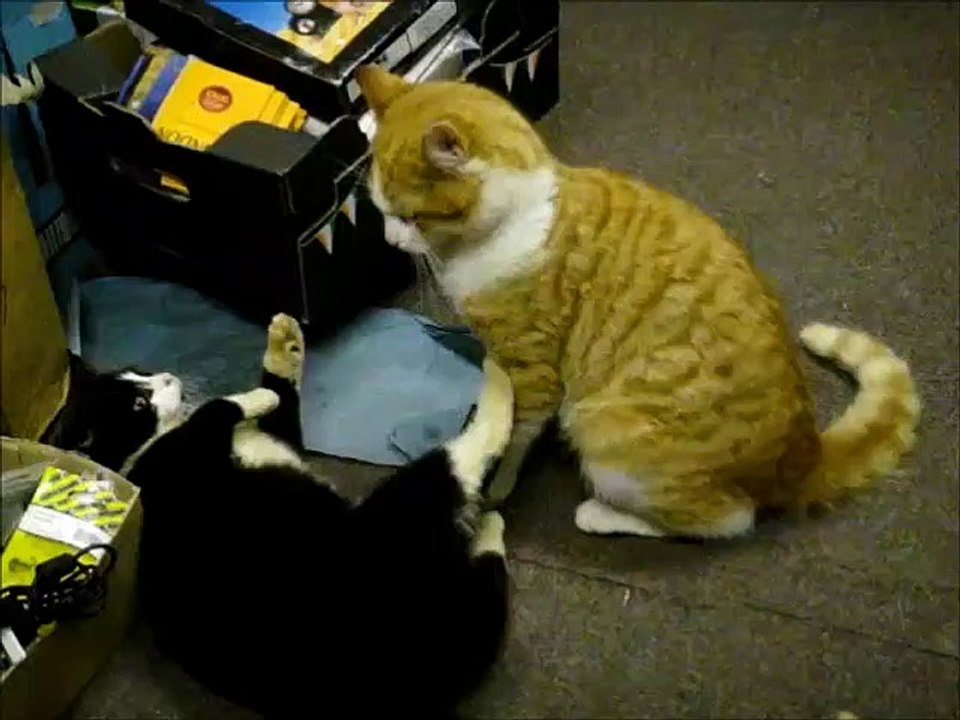 Black and Ginger Cats Fight and Attack
