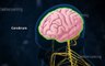 central nervous system __ 3d Video__ 3d animation __ Biology topic