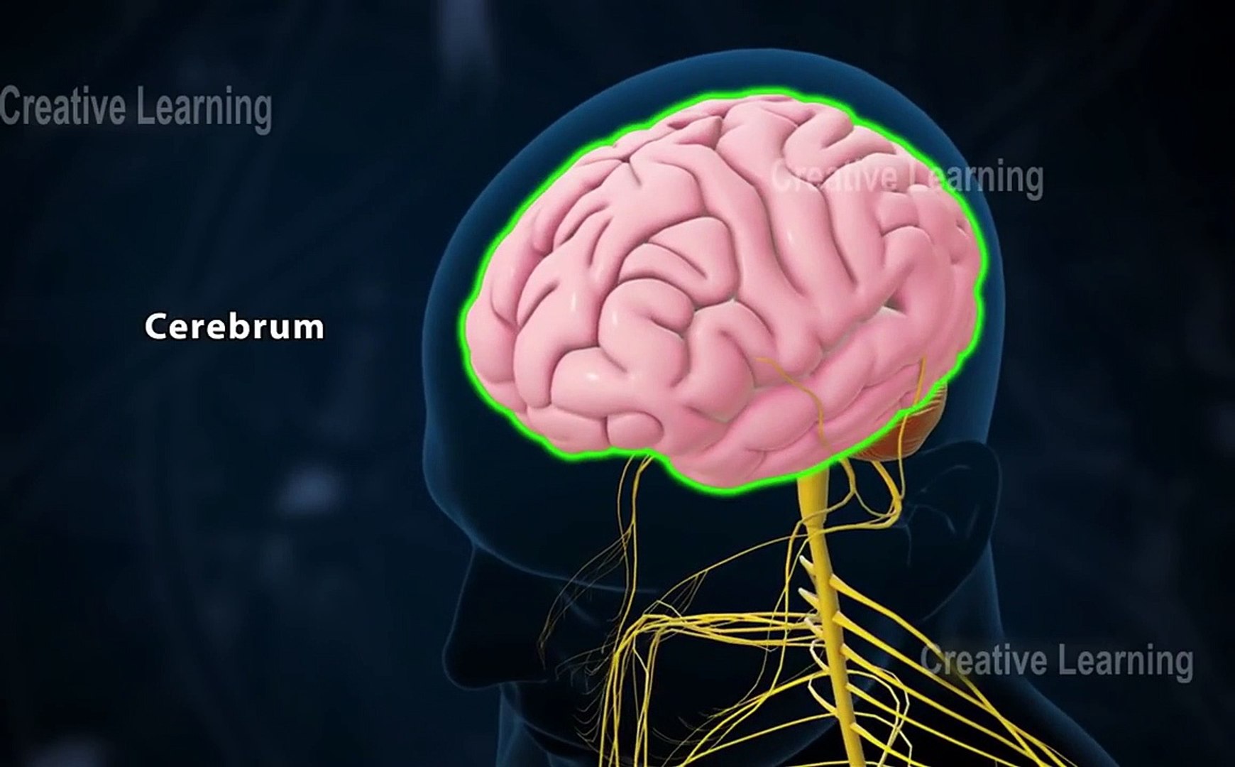 ⁣Central nervous system __ 3d Video__ 3d animation __ Biology topic