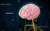 central nervous system __ 3d Video__ 3d animation __ Biology topic