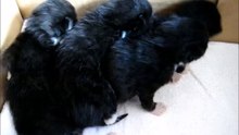New Born Four Black Kittens