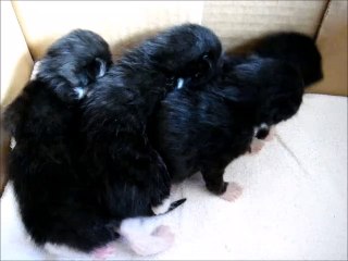New Born Four Black Kittens