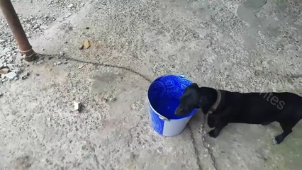 Cuanto tiempo aguanta un perro sin beber agua