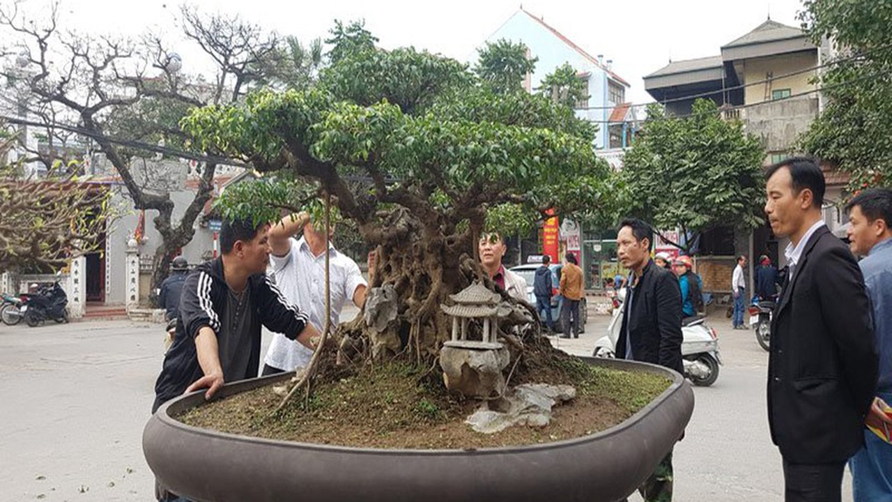 Loạt cây cảnh tiền tỷ sắp "tụ hội" tại Hà Nội | VTC