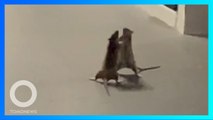 MMA Kalah Seru! Dua tikus terekam bergulat sambil disaksikan kucing - TomoNews