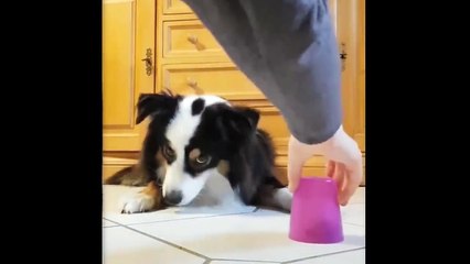 Aww - Funny and Cute Animals Compilation 2019 #3 - CuteVN
