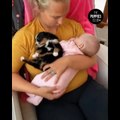 AWW CUTE BABY ANIMALS Videos Compilation cutest moment of the animals - Soo Cute! #37