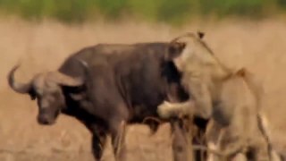 THE BATTLE NEVER END- BUFFALO HERD SAVE FELLOW FROM LION - LION VS WARTHOG