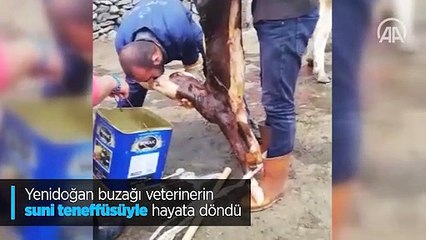 Yenidoğan buzağı veterinerin suni teneffüsüyle hayata döndü