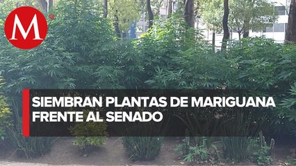 Plantas de mariguana, el recuerdo a favor de la hierba en el Senado