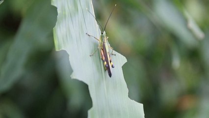 Locust swarms in China’s southwestern province of Yunnan met with pesticide-carrying drones