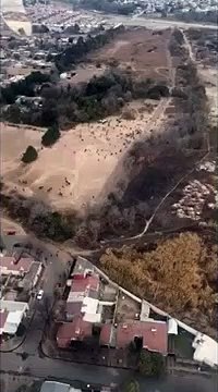 Insólita carrera de caballos clandestina en plena cuarentena