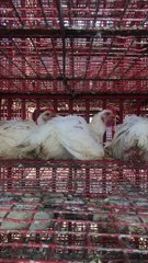 Linesh Desai's_Bombay: Andheri West