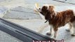 Κόρτνεϊ Κοξ:βίντεο με την ίδια και την Άνιστον και ακόμα και τα σκυλιά της να φορούν μάσκα