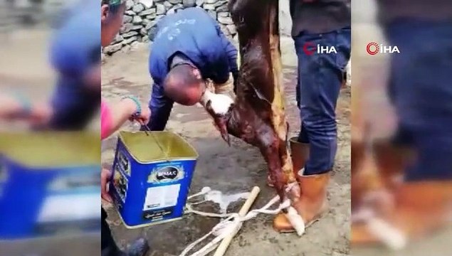 Buzağıyı suni teneffüs yaparak kurtardı