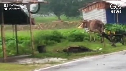 नेपाली प्रहरियों ने भारतीयों पर फिर फायरिंग की, एक की हालत नाज़ुक