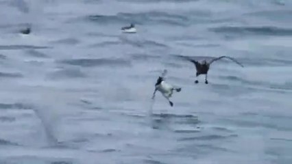 Creatures with superhuman abilities, Part One