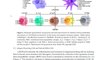 Coronavirus Pandemic Update 97 Vitamin D & COVID-19 Immunity, The Endothelium, & Deficiencies