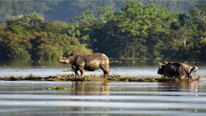 Assam Flood: 90 per cent of Kaziranga submerged