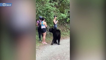 دب يفاجئ زوّار إحدى الغابات في المكسيك