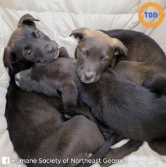 Il découvre 3 chiots abandonnés sous une pluie verglaçante, une association les prend en charge