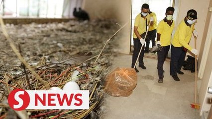 Pigeons 'evicted', cleaners to move in