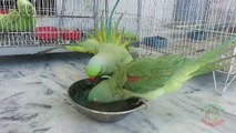 Parrots Taking Bath