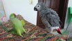 Indian Ringneck Greet African Grey Parrot