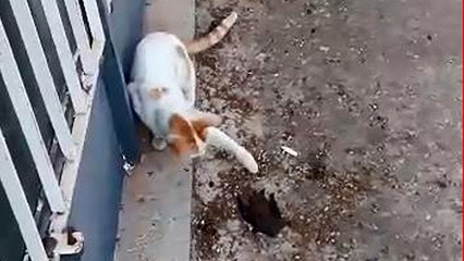 Yaralı yarasa ile kedinin karşılaşması kameralara yansıdı