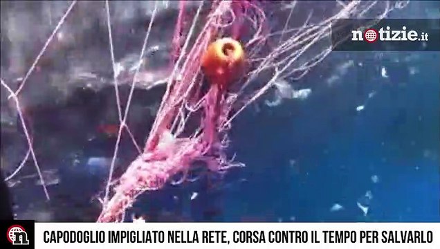 Eolie, un capodoglio si impiglia in una rete da pesca illegale: il video del salvataggio