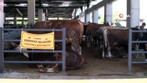 Kurban satış yerleri sinek ve mikroplara karşı ilaçlandı