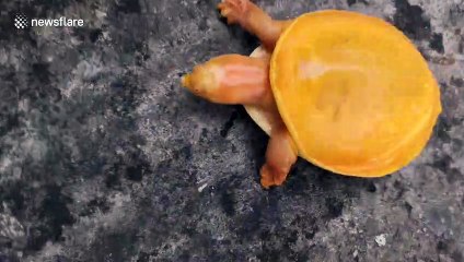 Rare yellow-coloured turtle found in southeastern India