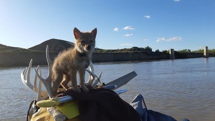 Il sauve un petit coyote de la noyade et l'emmène avec lui durant son voyage de 10 jours