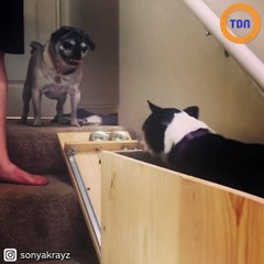 Une femme invente un mini-ascenseur pour ses chiens âgés !