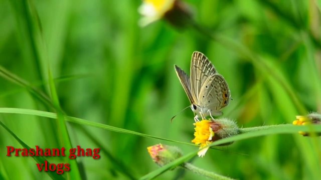 NATURE BEAUTY, NATURE WHATSUP STATUS,MORNING ENERGY,NATURE,NATURE VLOGS,DESIGENE