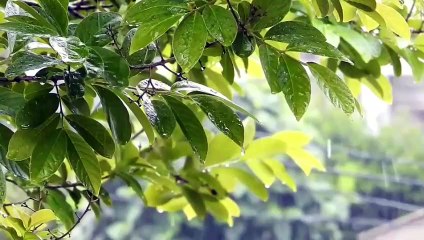 MONSOON DELIGHT, PART-2