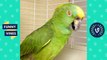 TRY NOT TO LAUGH - Birds & Parrots Funny Animals Fails Compilation _ Cute Vines April & May 2018